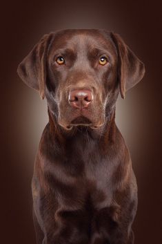 Hundeportrait des Labrador Quentyn. FOTOATELIER BERLIN, 2013